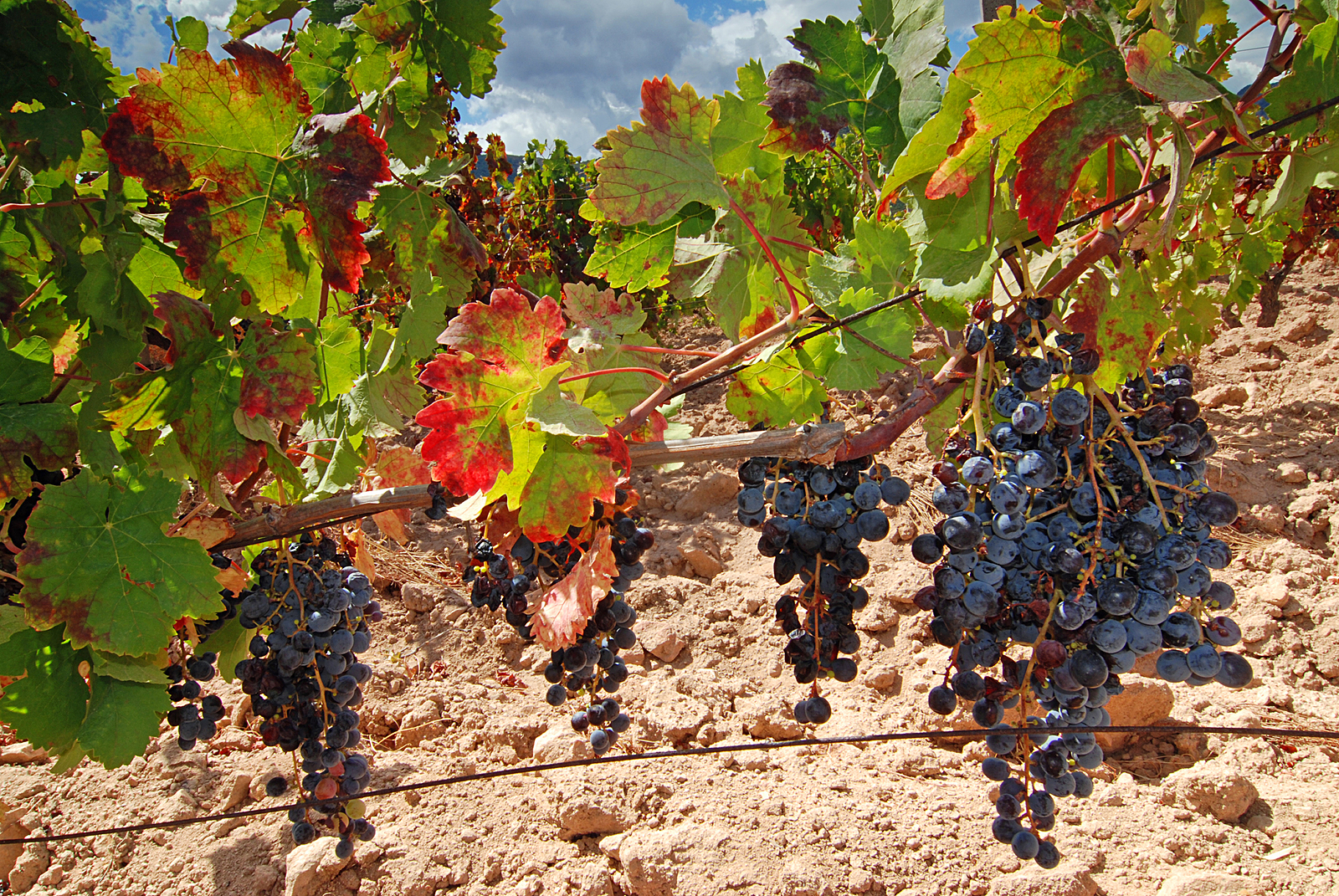 bigstock Vineyard with ripe red grapes  25945982